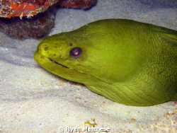 Green Moray by Ryan Marchese 